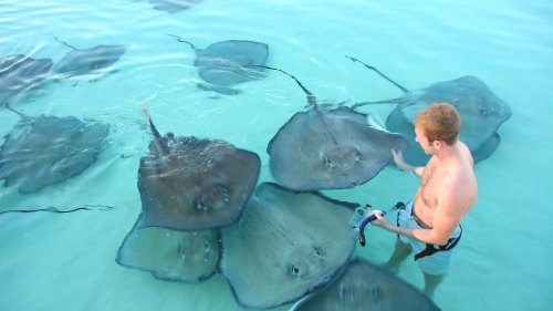 Stingray Sandbar & Reef Sail