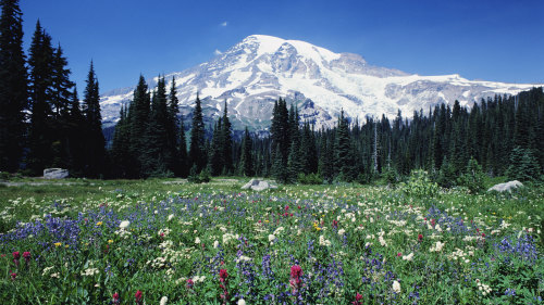 Mt Rainier Tour