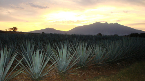 Tequila Distillery Tour