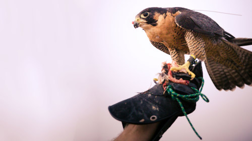 Falconry Demonstration & Desert Wildlife Sunrise Safari