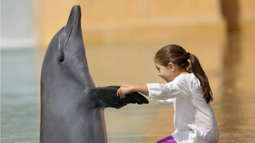 Dolphin Bay Photo Fun at Atlantis, the Palm