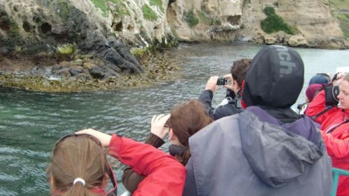 Otago Peninsula Wildlife Cruise by Monarch Wildlife Cruises