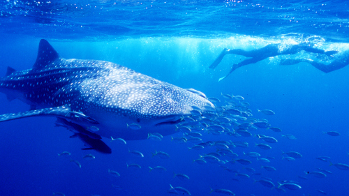 Exmouth Swim with Whale Sharks Eco-Tour by Ningaloo Blue Dive