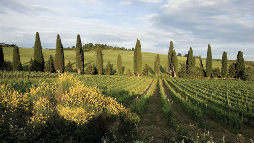 Tuscany in 1 Day with Lunch & Dinner by My Tour
