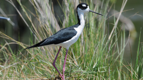 Everglades Swamp Walking Eco Tour