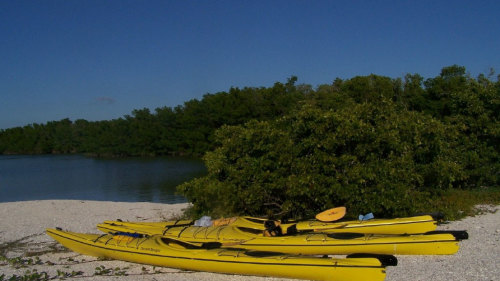 Everglades Mangrove Kayak Eco Tour