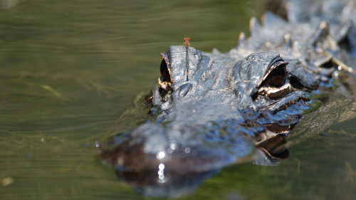 Everglades Excursion