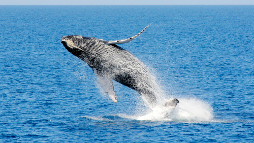 Whale Watching Cruise by Rottnest Express