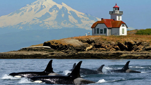 San Juan Whale Watching & Wildlife Tour