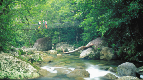 Daintree Walkabout Day Tour by Down Under Tours