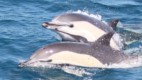 Dolphin Safari Cruise in Gibraltar