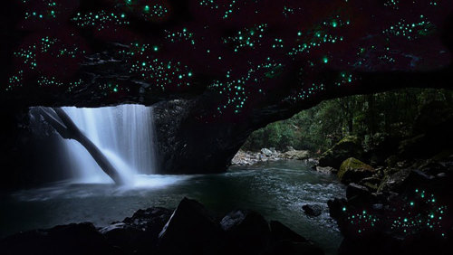 Springbrook National Park & Glowworm Night Tour by Tour Gold Coast