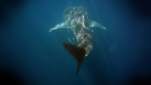Ningaloo Whale Shark Discovery Cruise by Ocean Eco Adventures