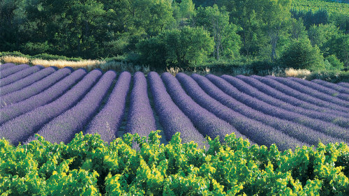 Roussillon, Gordes & Lavender Fields Half-Day Tour