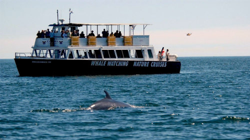 Nature & Whale-Watching Boat Tour