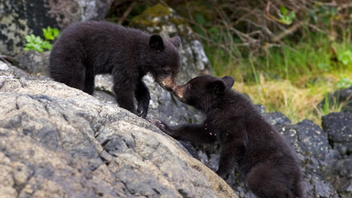 Ucluelet Bear Watching