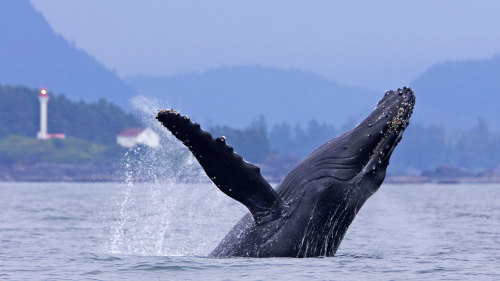 Whale Watching from Ucluelet