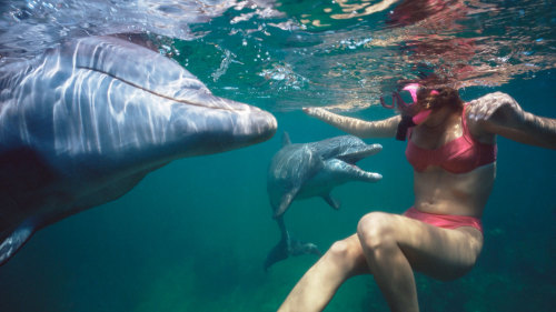 Dolphin Quest: Dolphin Swim & Encounter Deluxe