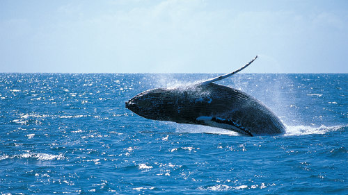 Waikoloa Whale Watch