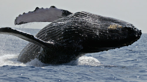Afternoon Whale Watching Cruise by Body Glove Cruises