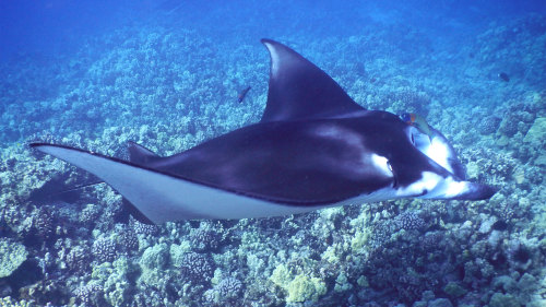 Manta Ray Snorkel at Night by Aloha Kona Tours