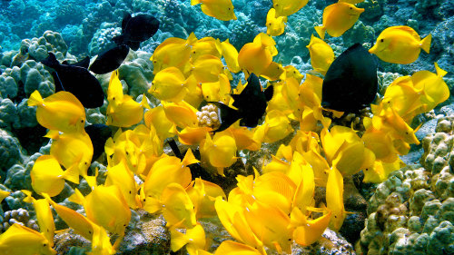 Afternoon Snorkel Cruise to Kealakekua Bay State Park