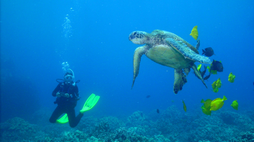 Kohala Coast Two-Tank Boat Dive