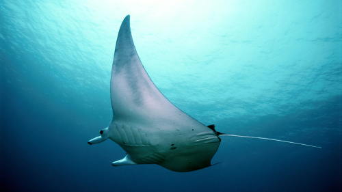 Small-Group Manta Snorkel on a Hawaiian Sailing Canoe