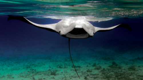 Snorkeling with Manta Rays