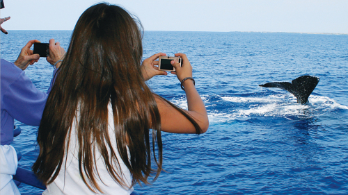 Whale Watching on a Glass-Bottom Boat