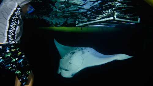 Manta Ray Night Excursion in Outrigger Canoe