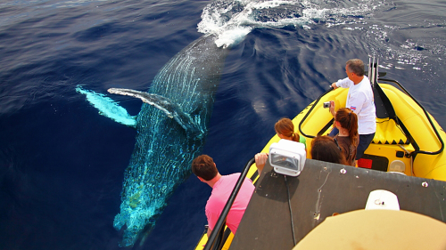 Whale Watching on the Kohala Coast with Snorkel Option