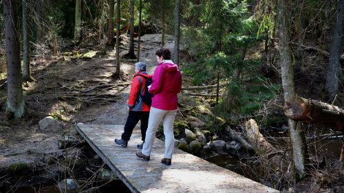 Forest Trail Trek in Sipoonkorpi National Park