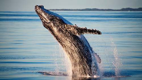 Whale Watching Cruise