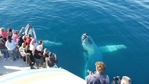 Half-Day Whale-Watching Tour by Whalesong Cruises