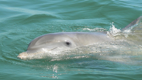 Dolphin Nature Cruise