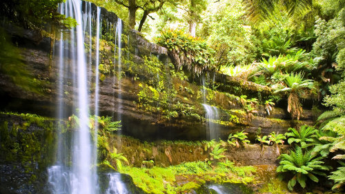 Mount Field National Park & Russell Falls Tour