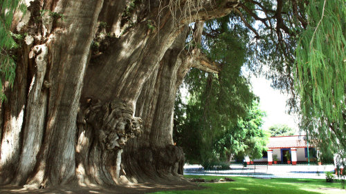 El Tule, Teotitlan Village & Mitla Ruins Tour