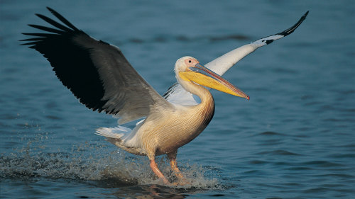 3 Islands Guided Boat Tour with Birdwatching & Cenote Yalahau