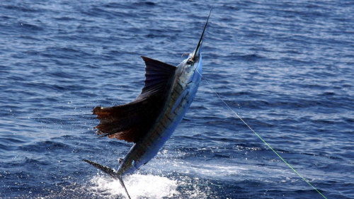 Sport Fishing in Ixtapa