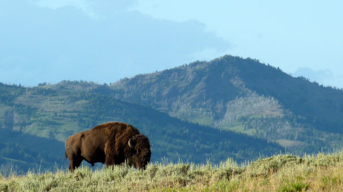 Yellowstone Tour - Flight from Ogden