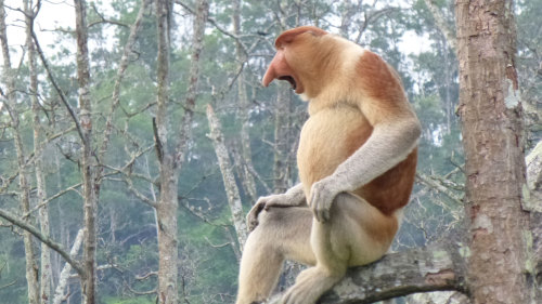 Private Selirong Island Excursion with Proboscis Monkey Encounter
