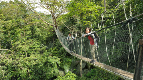 Private Rainforest and Canopy Walk Tour by Tour & Incentive Travel
