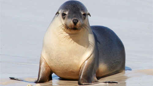 Seal Bay Discovery Tour