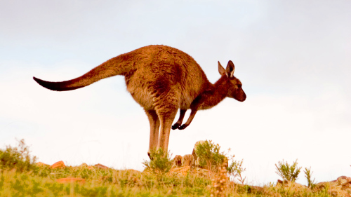 Wilderness South Coast 4WD Tour by Kangaroo Island Wilderness Tours