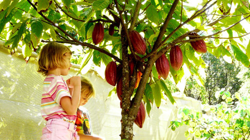 Chocolate from Branch to Bar Tour