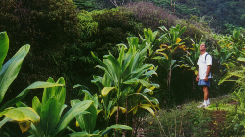 4x4 Ride & Rainforest Hike at Mount Waialeale