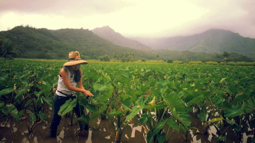 Taro Farm & Haraguchi Rice Mill Tour