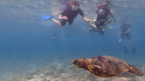 Guided Offshore Snorkel