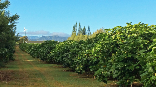 Noni Farm & Wellness Tour